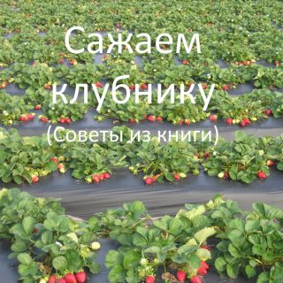 Сажаем клубнику (Советы из книги)